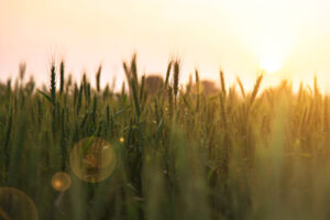 Field of green wheat in a morning sunrise.